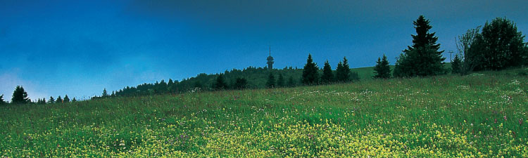 Der Sommer am Feldberg